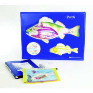 Perch Model Activity Set